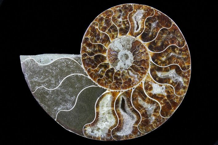 Polished Ammonite Fossil (Half) - Agatized #72954